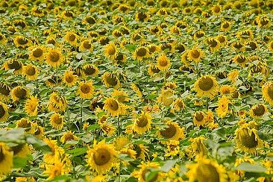 《卧龙：苍天陨落》DLC“逐鹿中原”包含新高难度选项